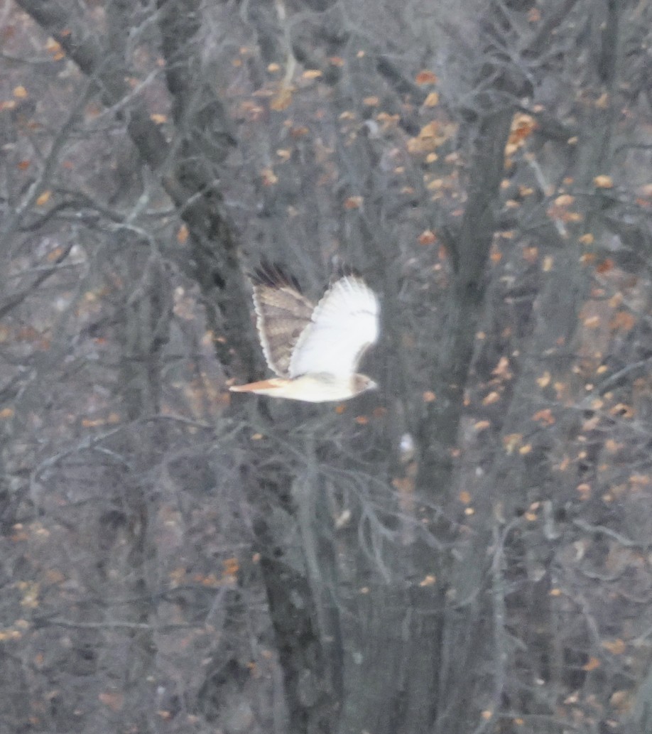 Red-tailed Hawk - ML645957910
