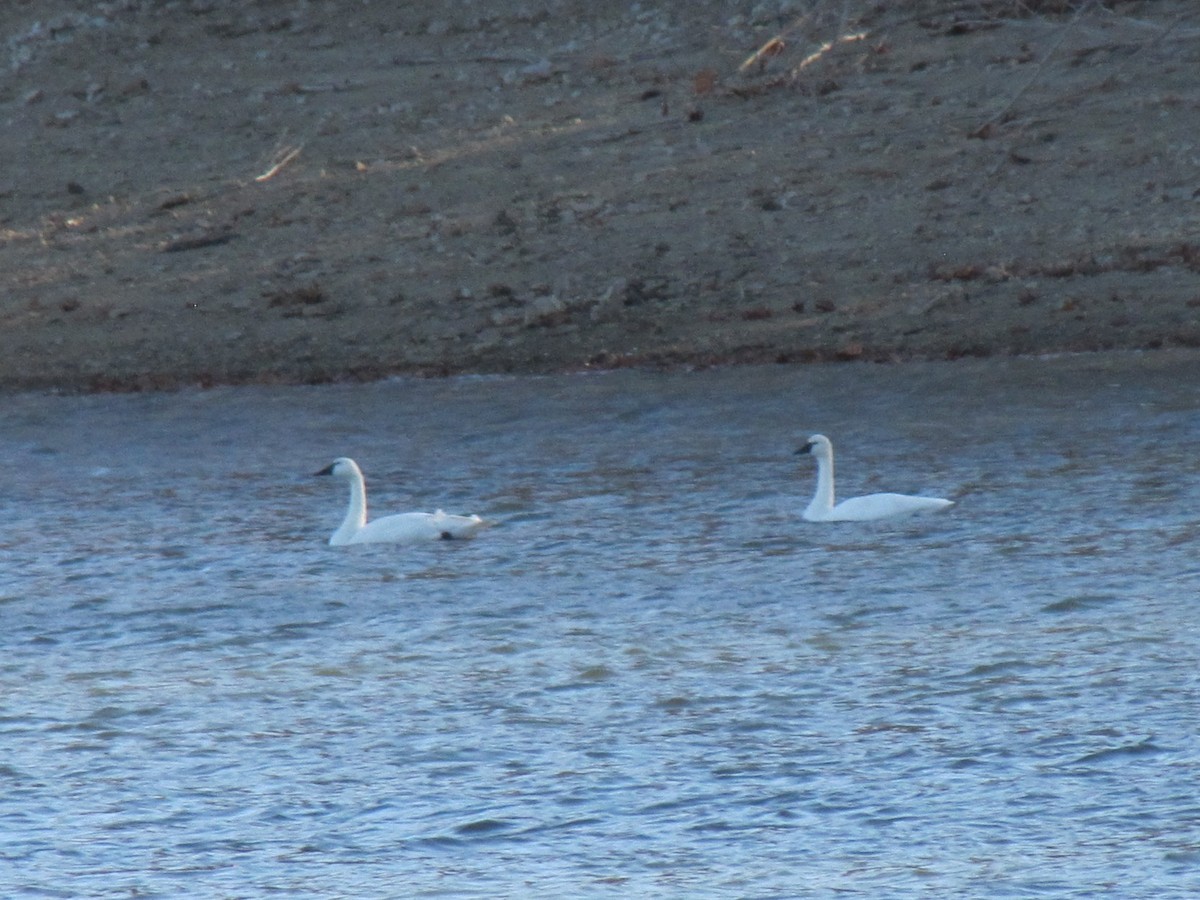 Tundra Swan - ML645957919