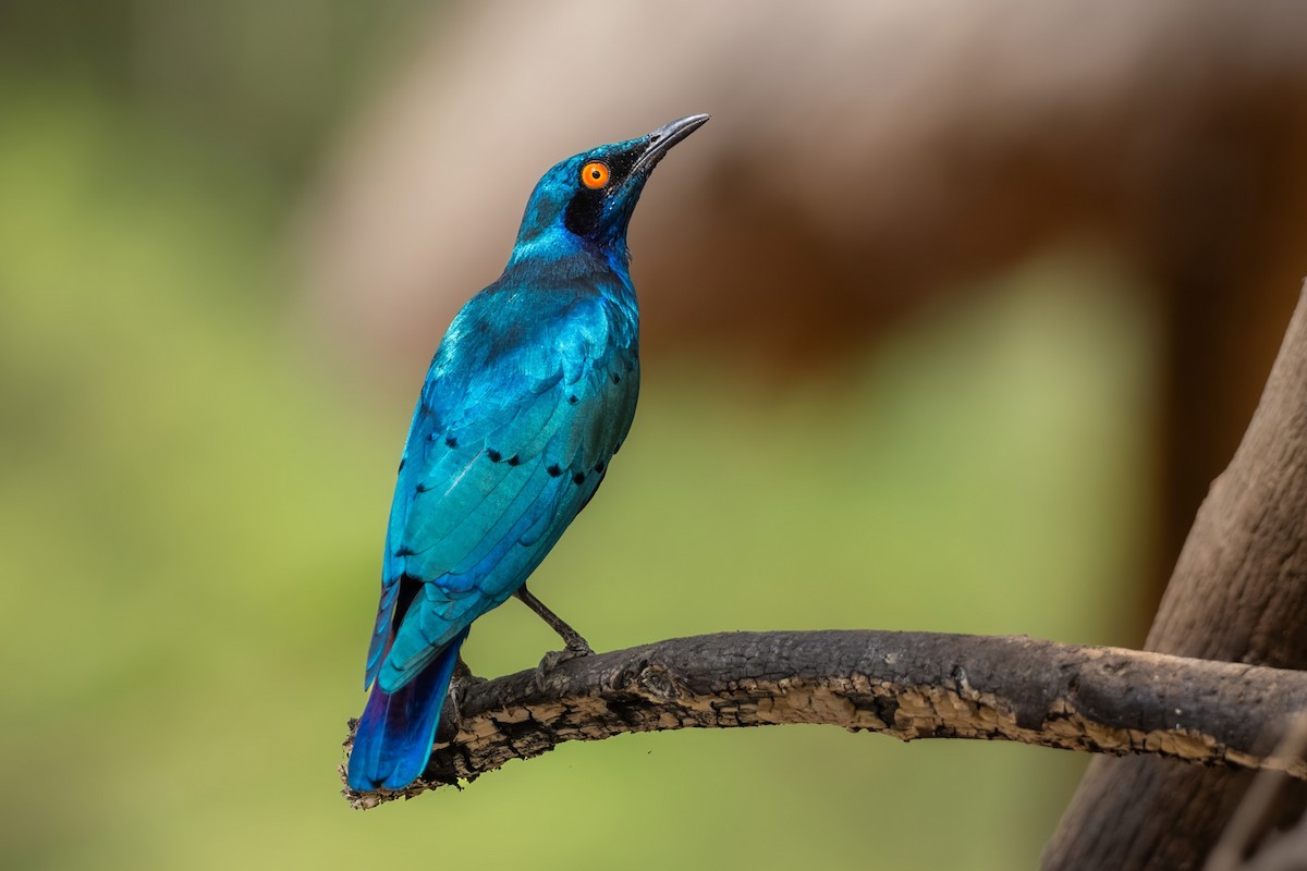 Bronze-tailed Starling - ML645957920