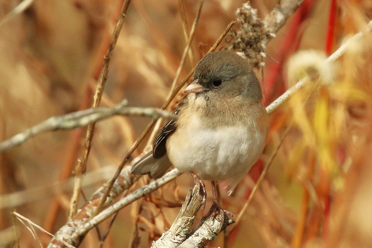 Dark-eyed Junco - ML645957922