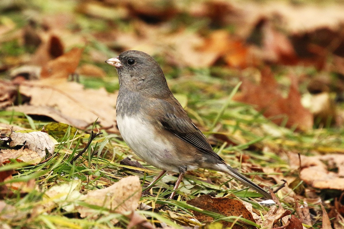 Dark-eyed Junco - ML645957923