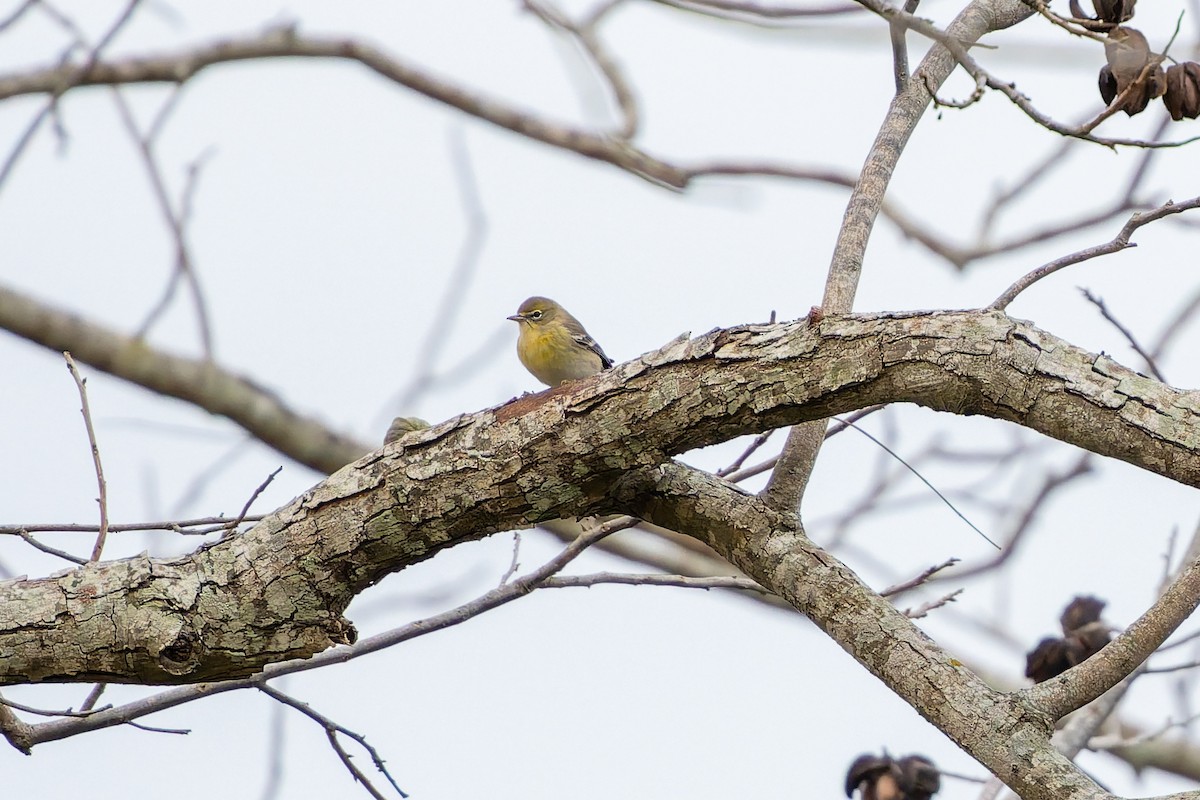 Pine Warbler - ML645957925