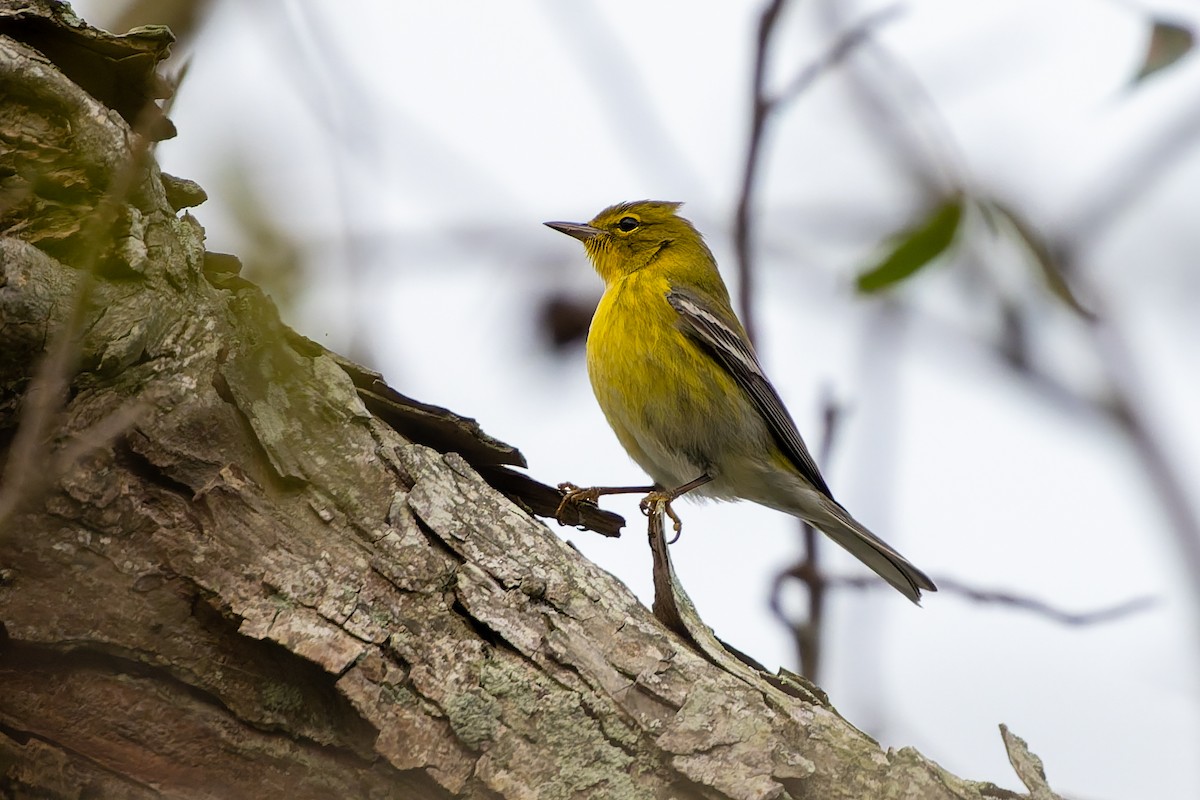 Pine Warbler - ML645957926