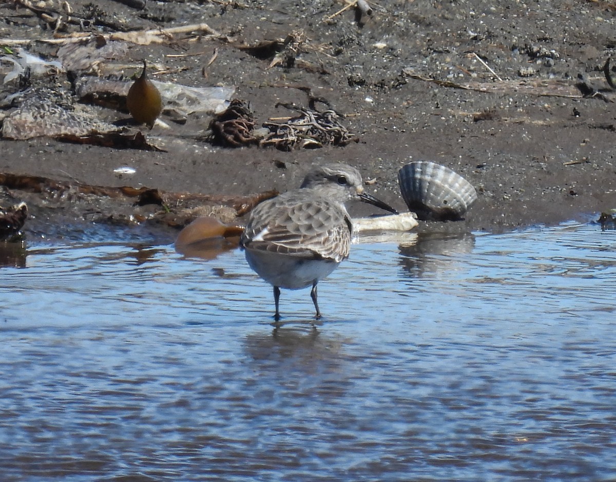 White-rumped Sandpiper - ML645957933