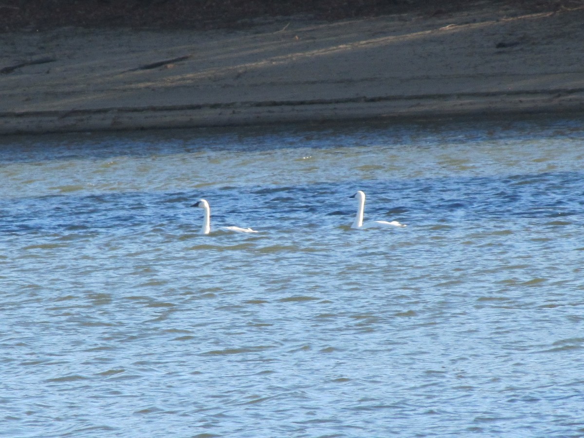 Tundra Swan - ML645957938