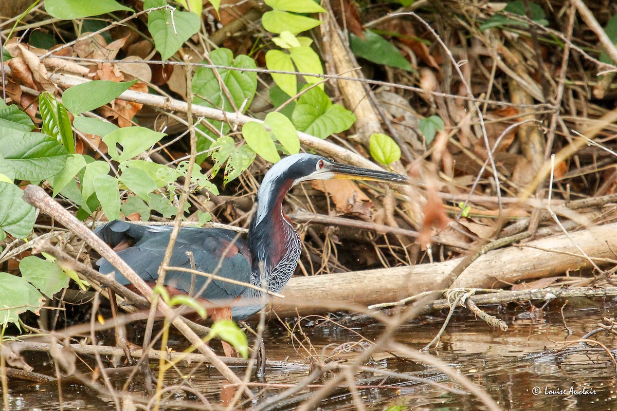 Agami Heron - ML645957950