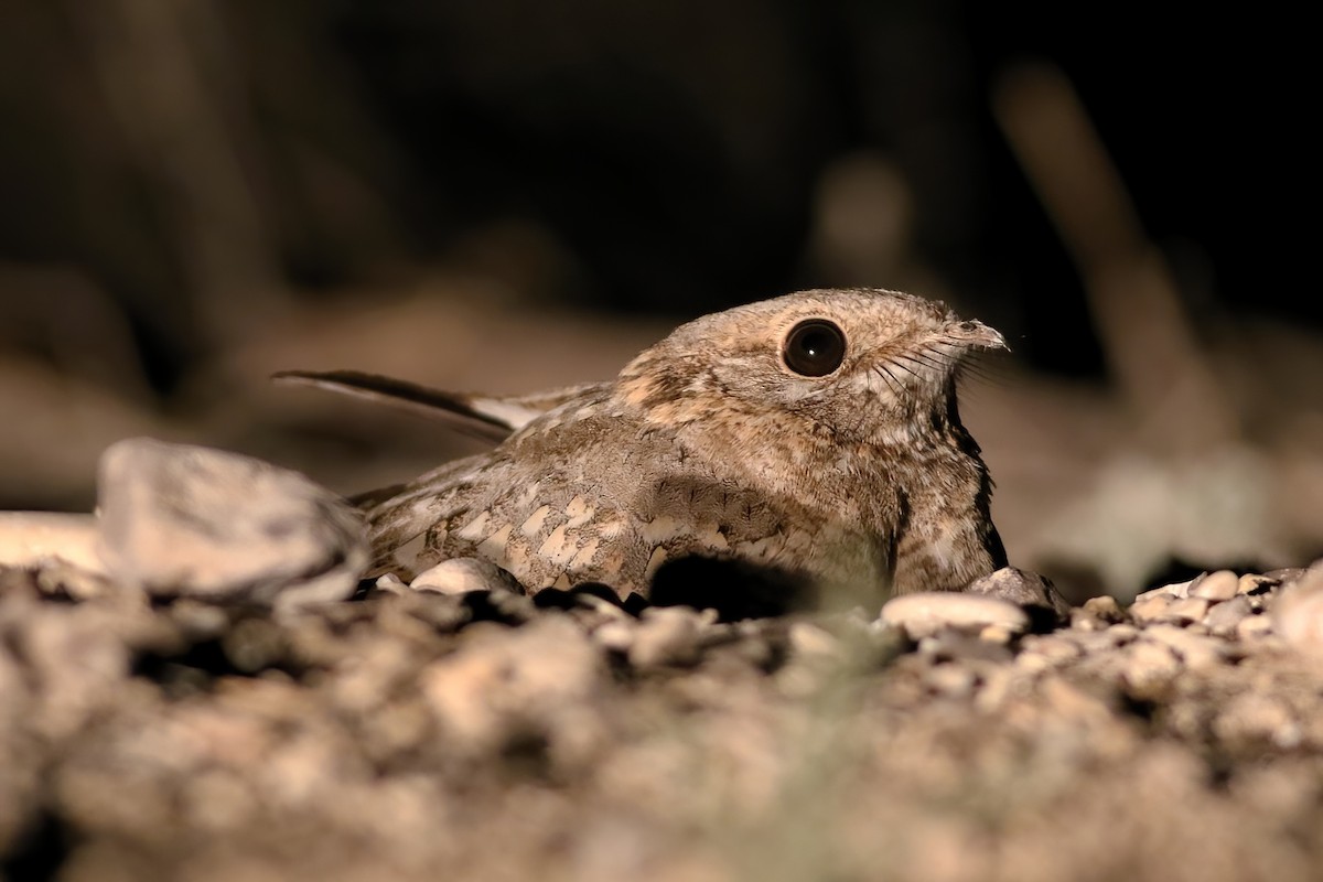 Дрімлюга нубійський - ML645957962