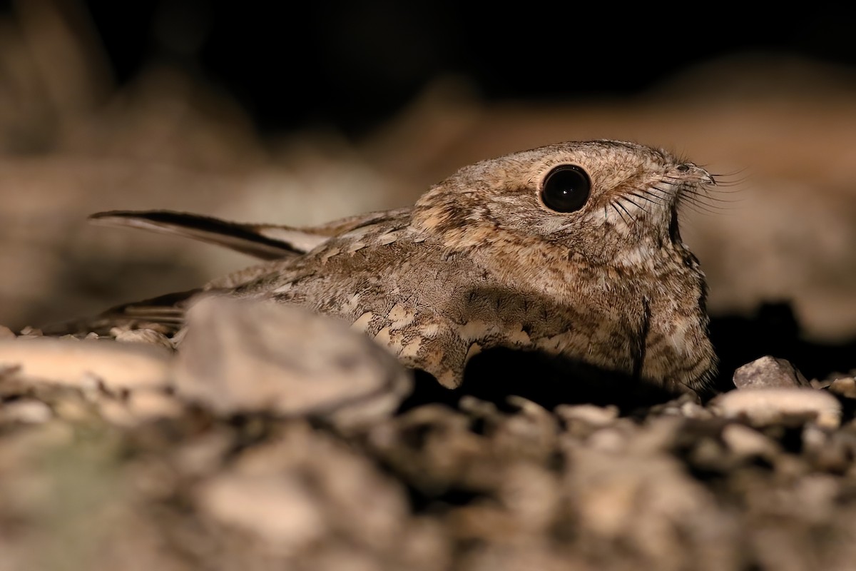 Дрімлюга нубійський - ML645957963