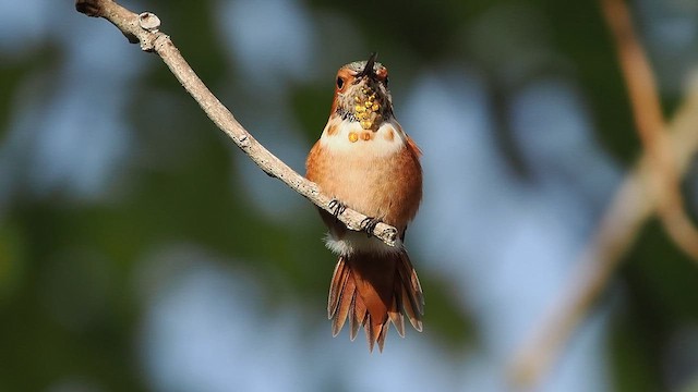 Allen's Hummingbird - ML645957967