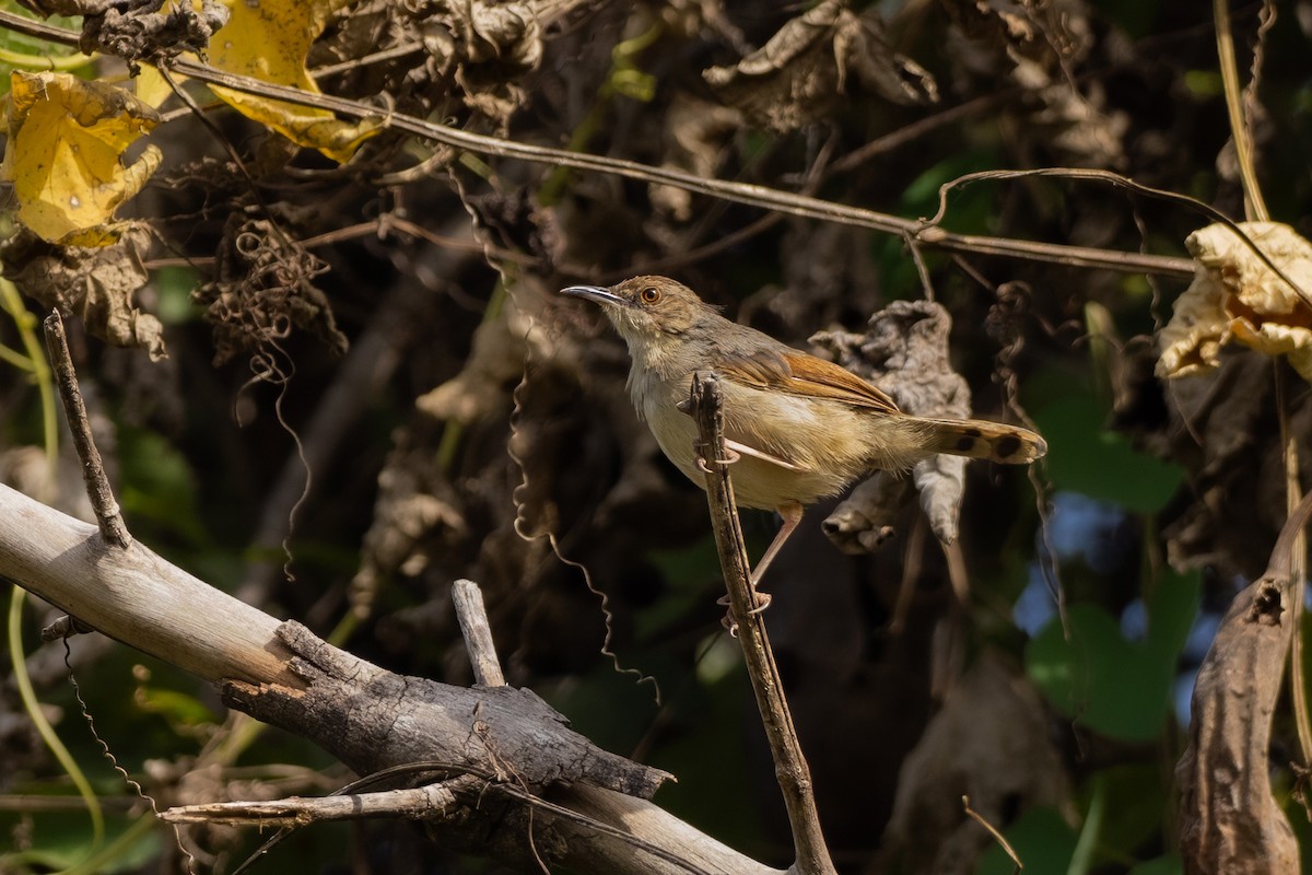Singing Cisticola - ML645957979