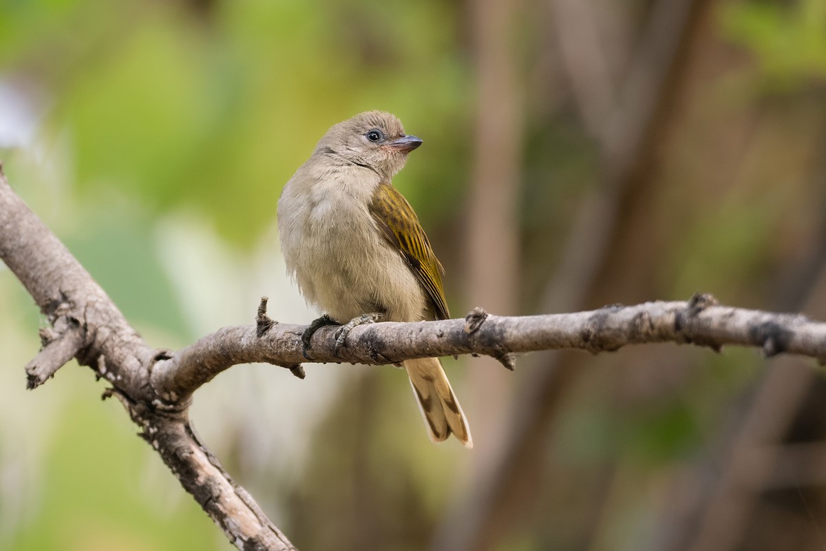 Lesser Honeyguide - ML645957982