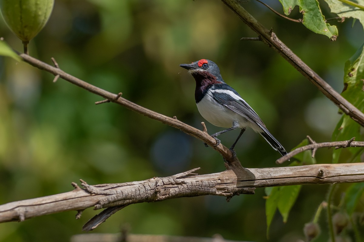 Brown-throated Wattle-eye - ML645957985