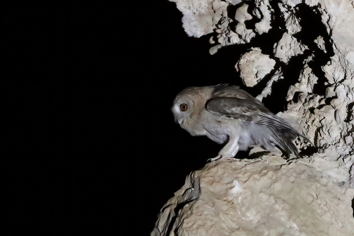 Desert Owl - ML645957987