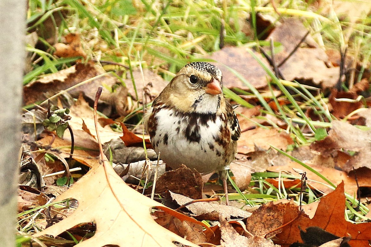 Harris's Sparrow - ML645957988