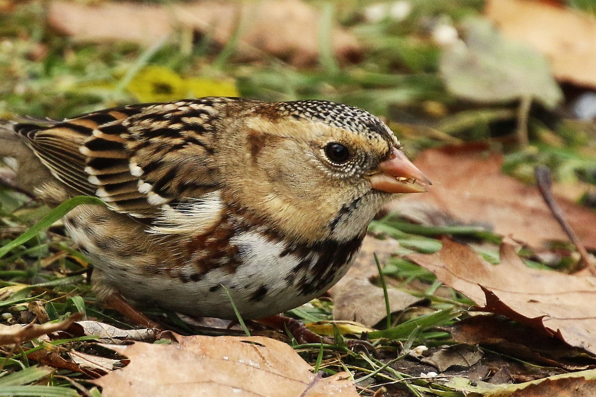 Harris's Sparrow - ML645957989