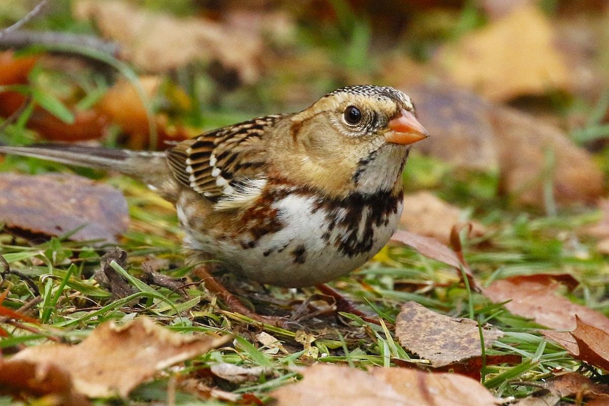 Harris's Sparrow - ML645957990