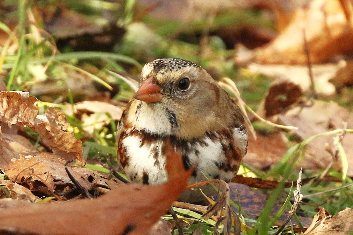 Harris's Sparrow - ML645957992