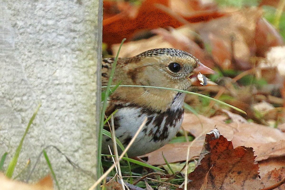 Harris's Sparrow - ML645957993
