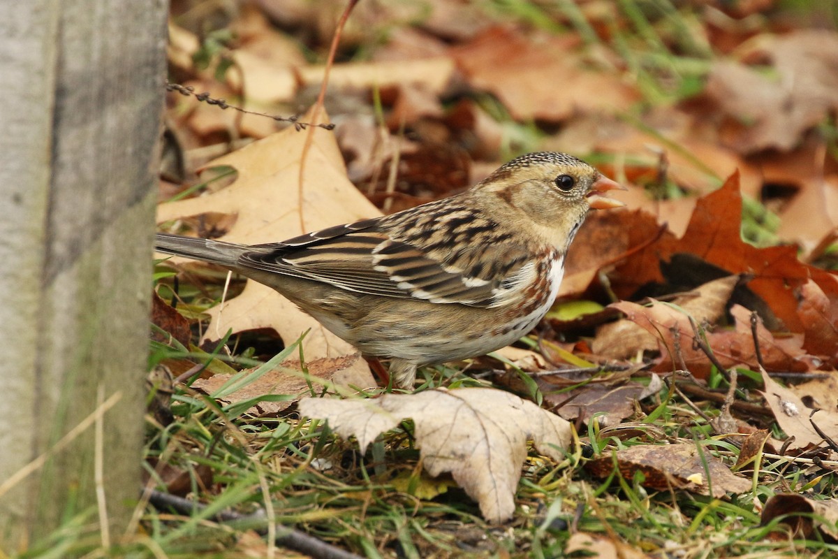 Harris's Sparrow - ML645957994