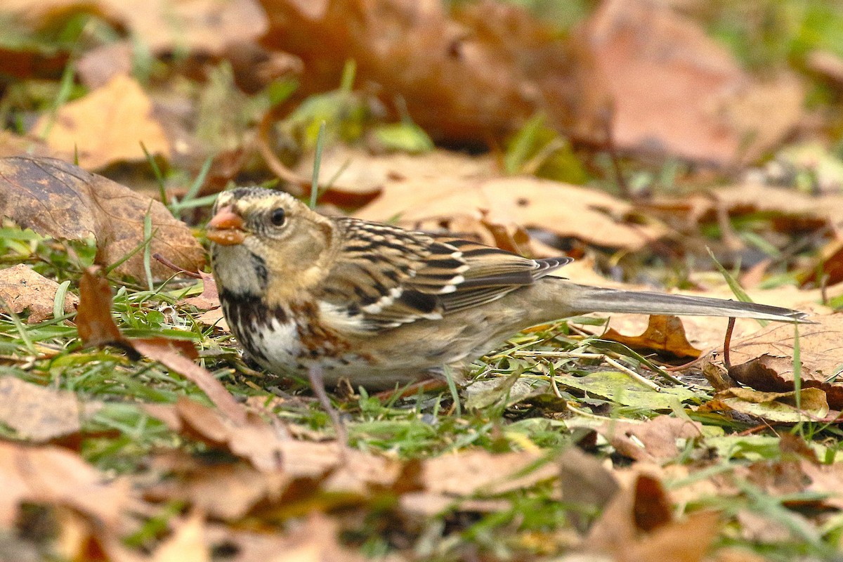 Harris's Sparrow - ML645957996