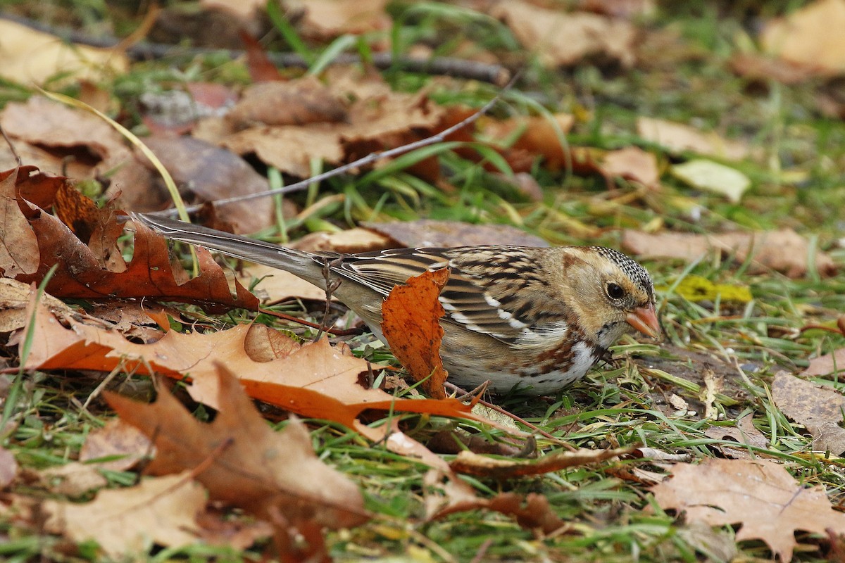 Harris's Sparrow - ML645957997