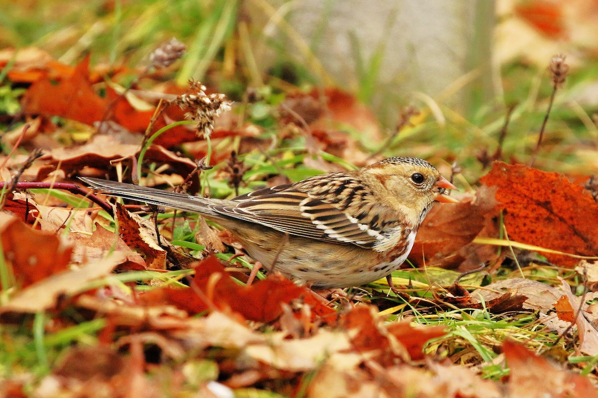 Harris's Sparrow - ML645957998