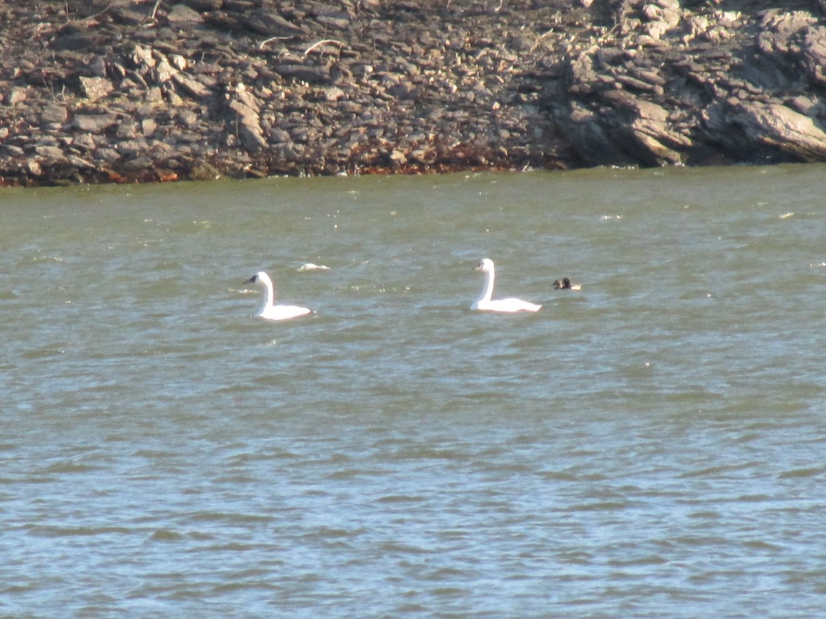 Tundra Swan - ML645958010