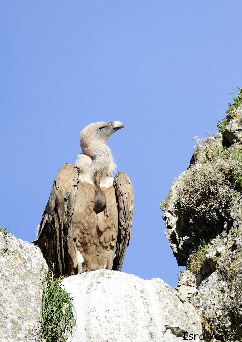 Eurasian Griffon - ML645958025