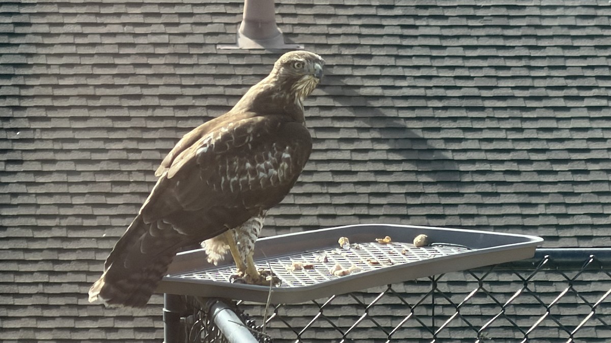 Red-tailed Hawk - ML645958028