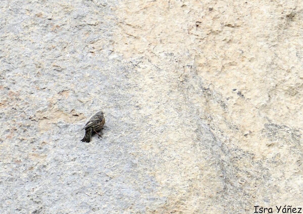 Alpine Accentor - ML645958029