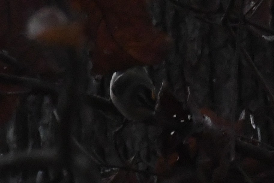 Erregetxo amerikarra - ML645958037