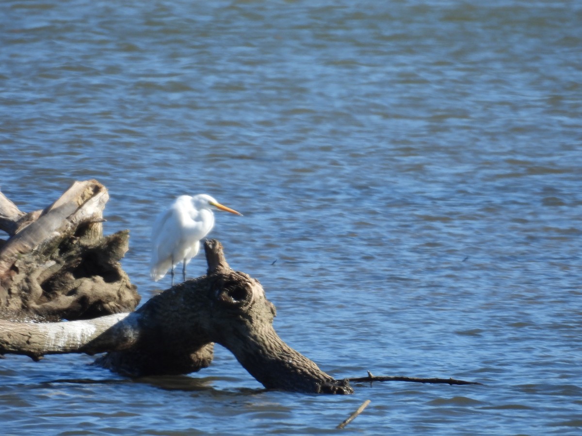 Great Egret - ML645958040