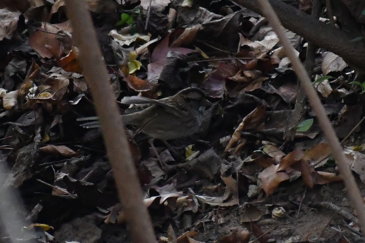 White-throated Sparrow - ML645958044
