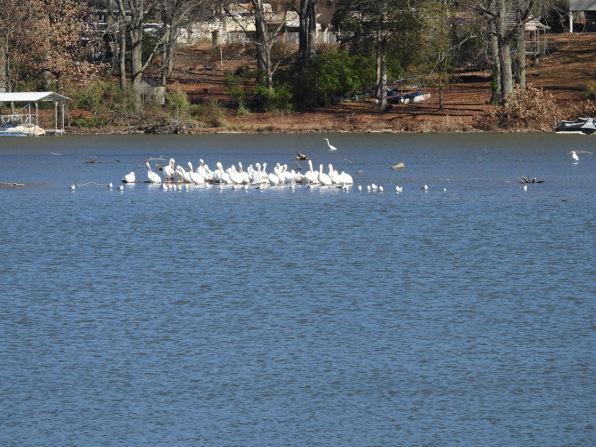 Great Egret - ML645958045