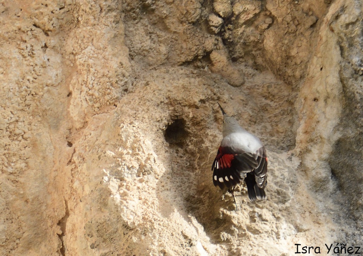 Wallcreeper - ML645958046