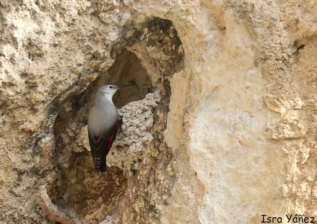 Wallcreeper - ML645958047