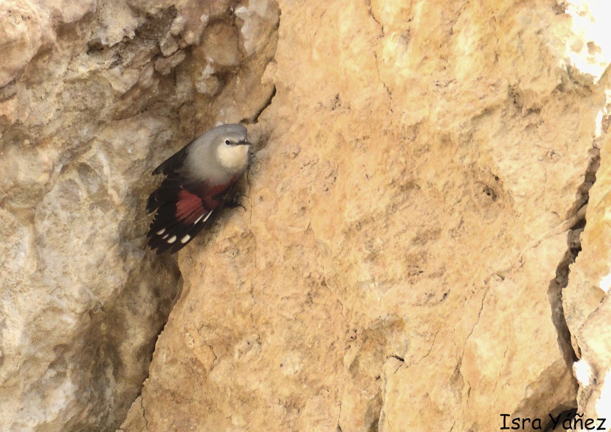 Wallcreeper - ML645958048