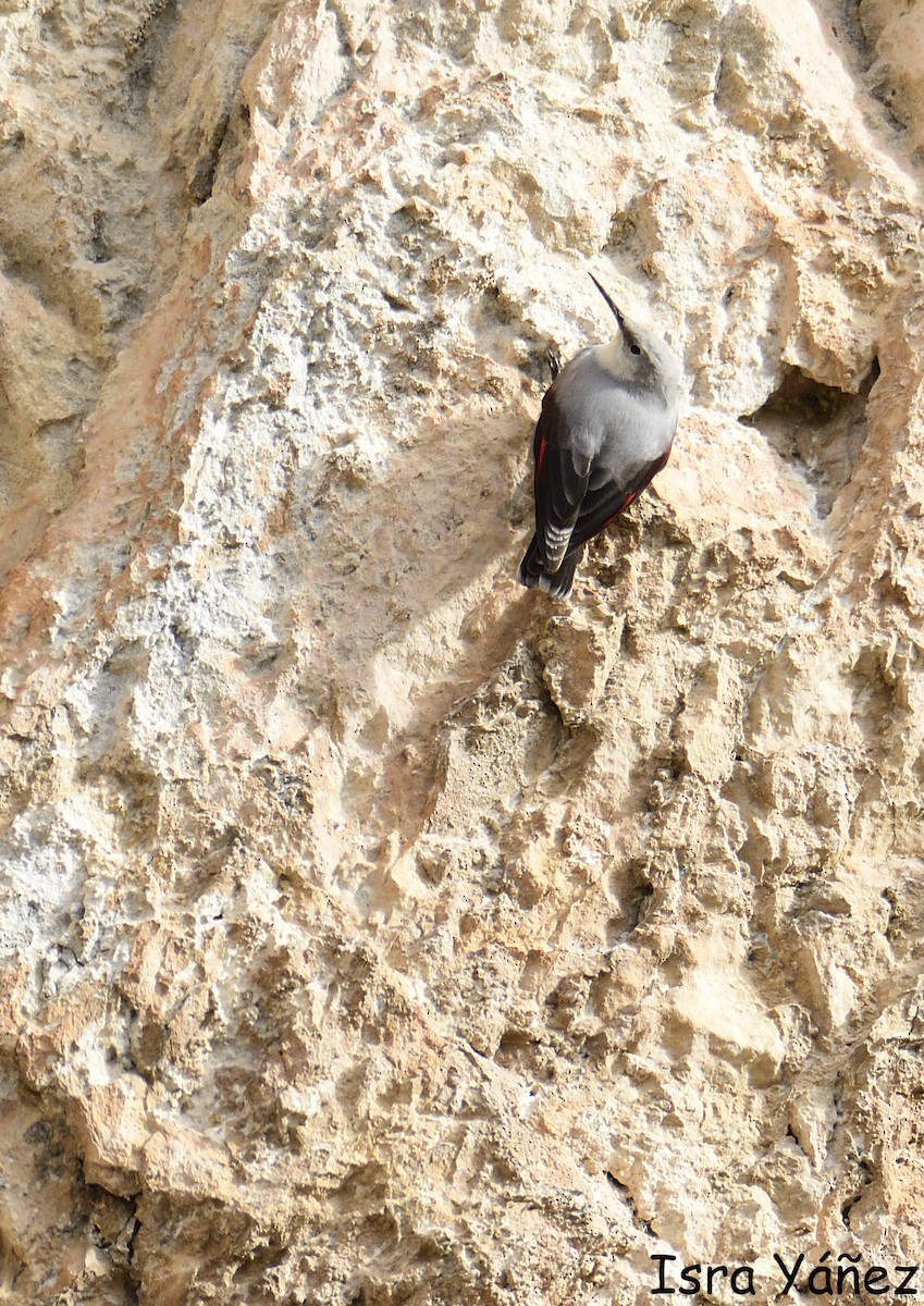 Wallcreeper - ML645958049