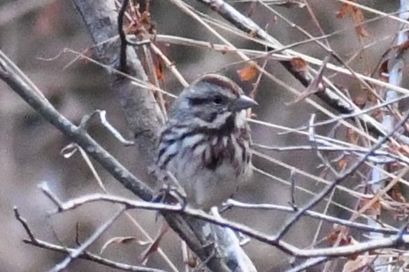 Song Sparrow (melodia/atlantica) - ML645958050