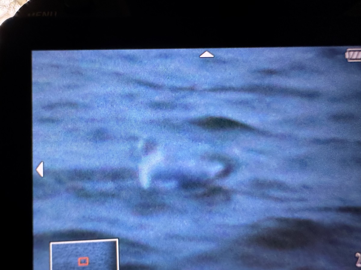 Franklin's Gull - ML645958055