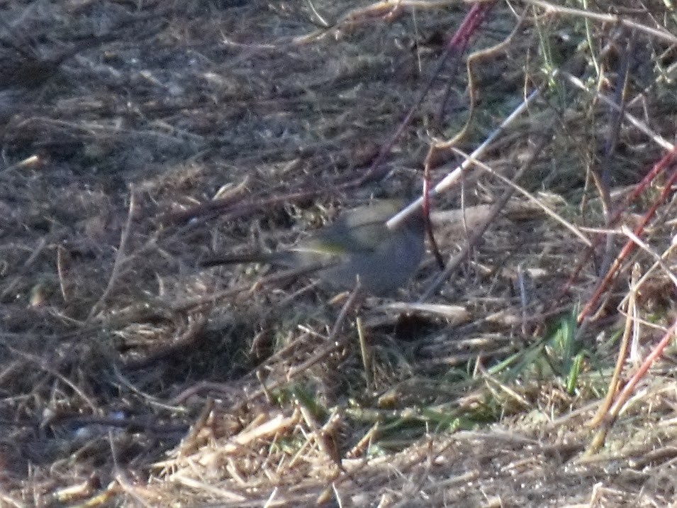 Green-tailed Towhee - ML645958057