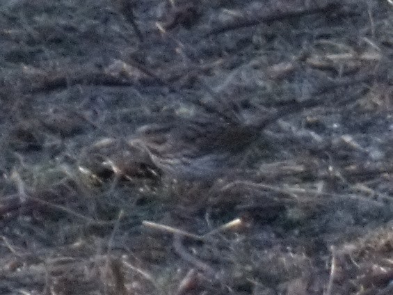 strnadec zpěvný - ML645958061