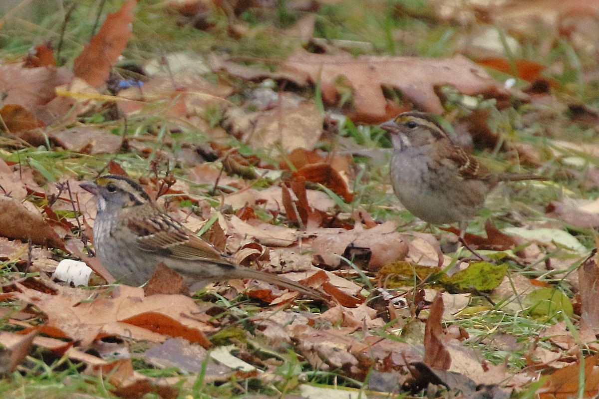 White-throated Sparrow - ML645958063