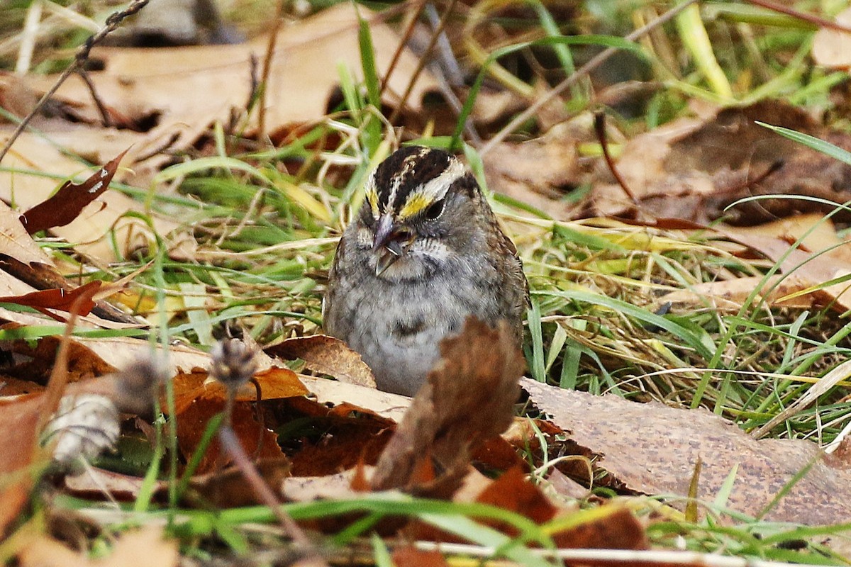 White-throated Sparrow - ML645958064