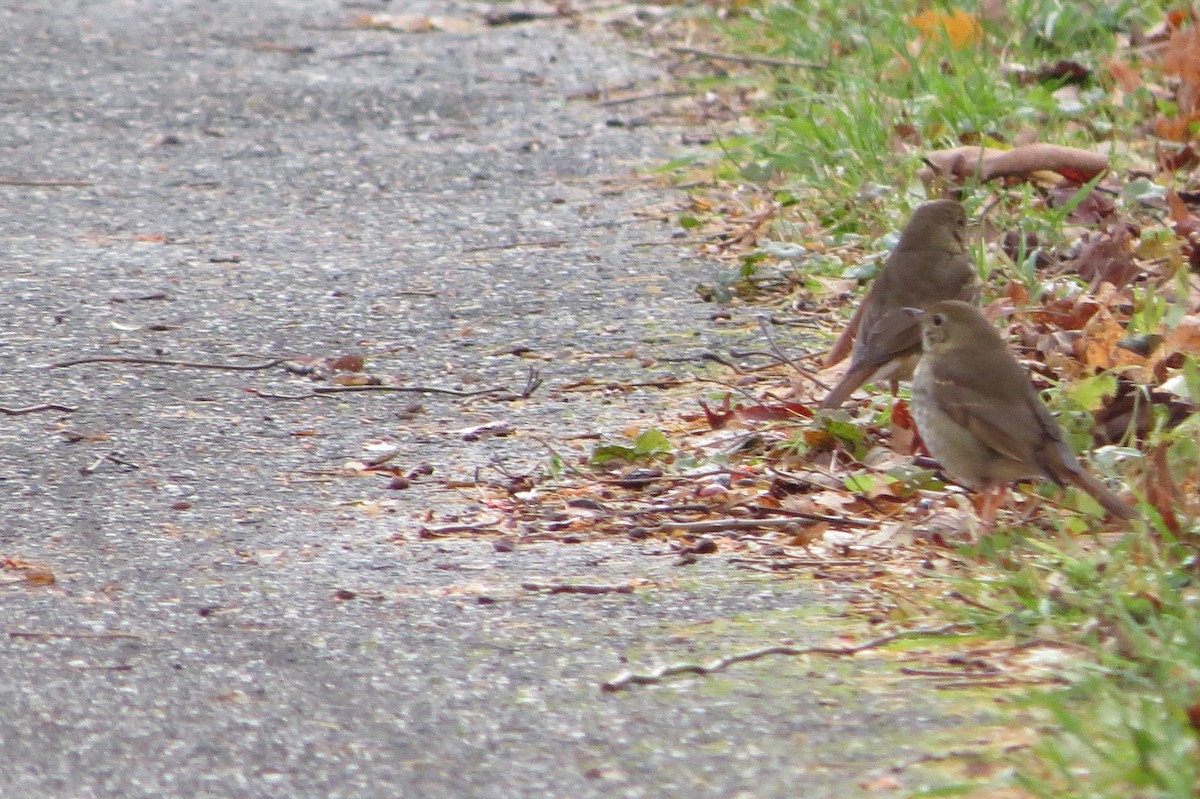 Münzevi Bülbül Ardıcı - ML645958066