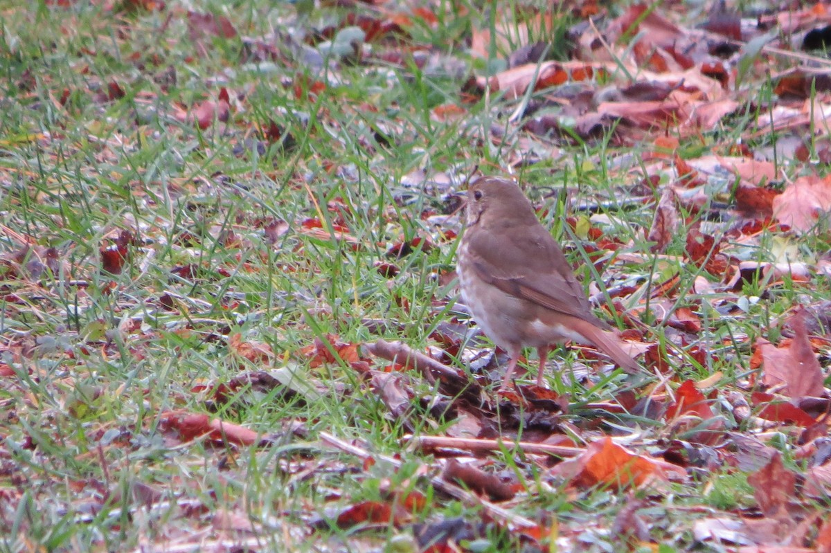 Münzevi Bülbül Ardıcı - ML645958067