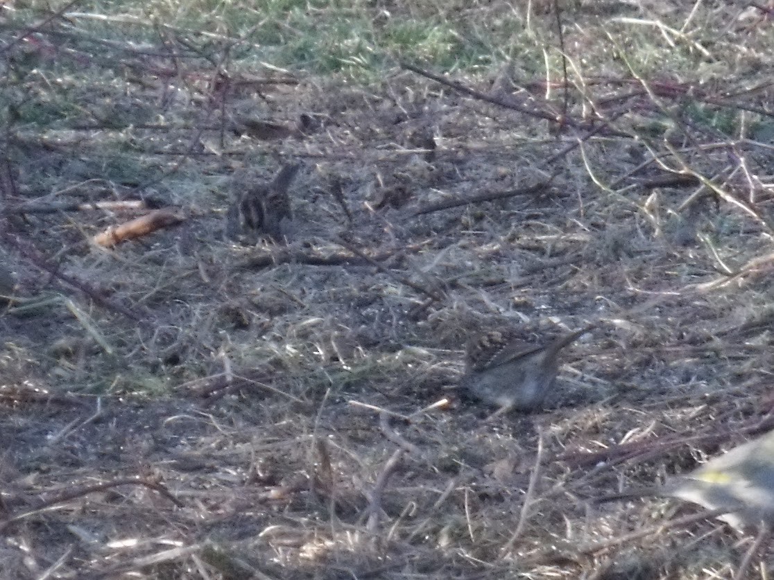 strnadec bělohrdlý - ML645958070