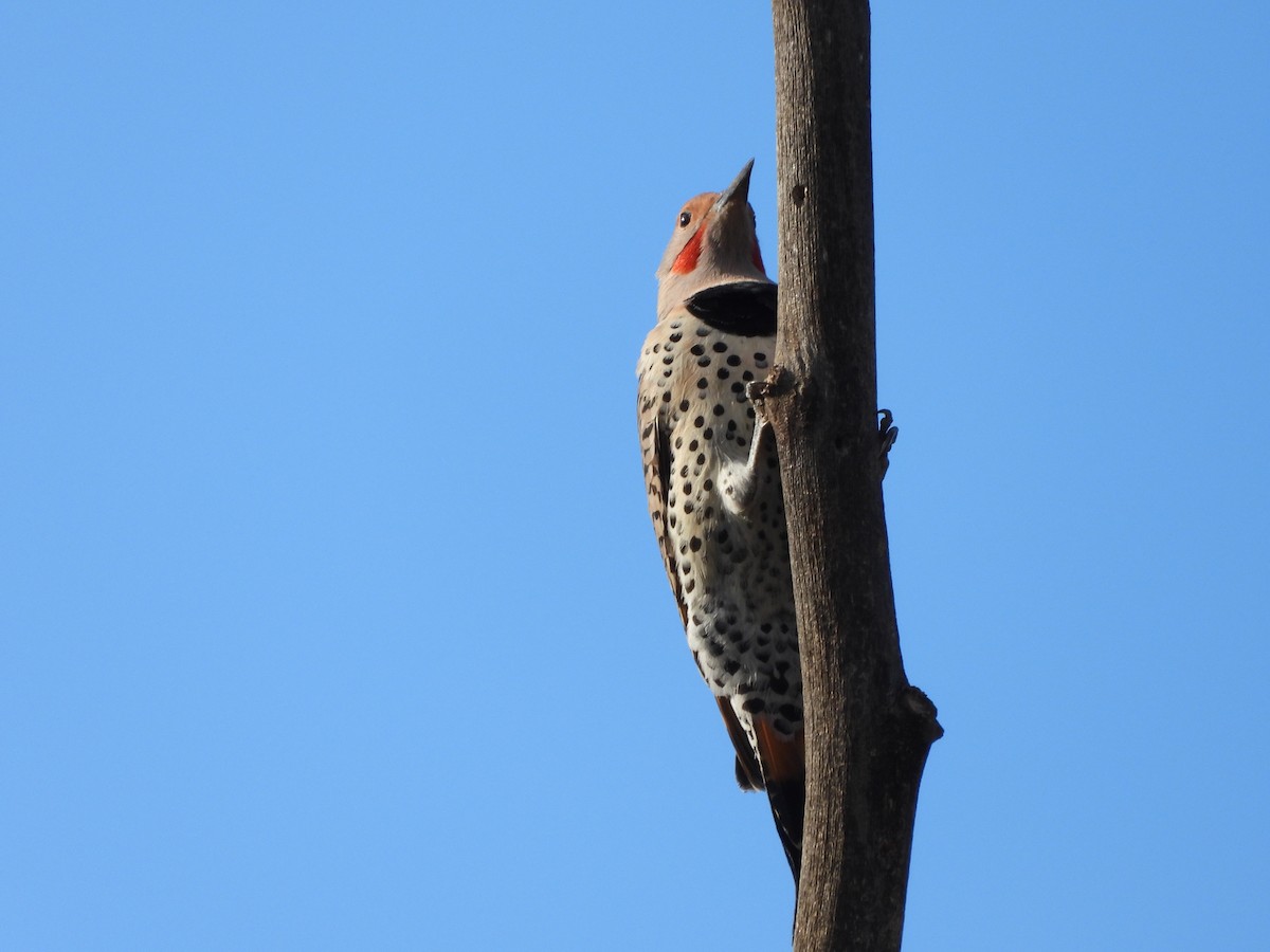 Northern Flicker - ML645958073