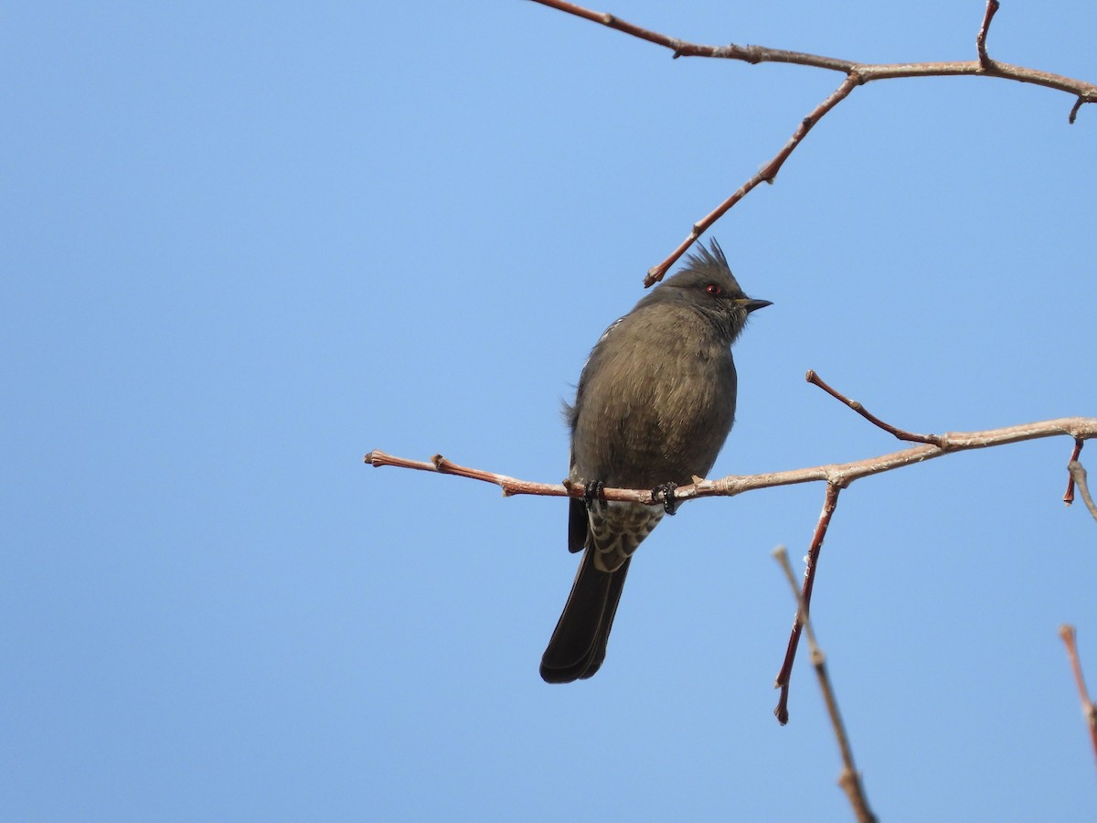 Phainopepla - ML645958080