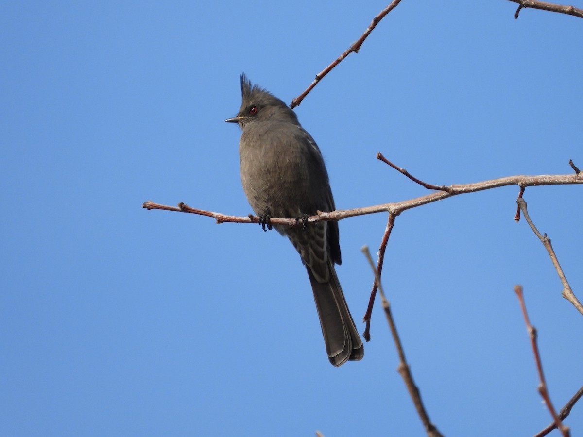 Phainopepla - ML645958081